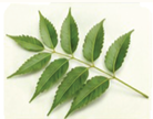 Neem Ke Patte