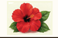 Gurhal